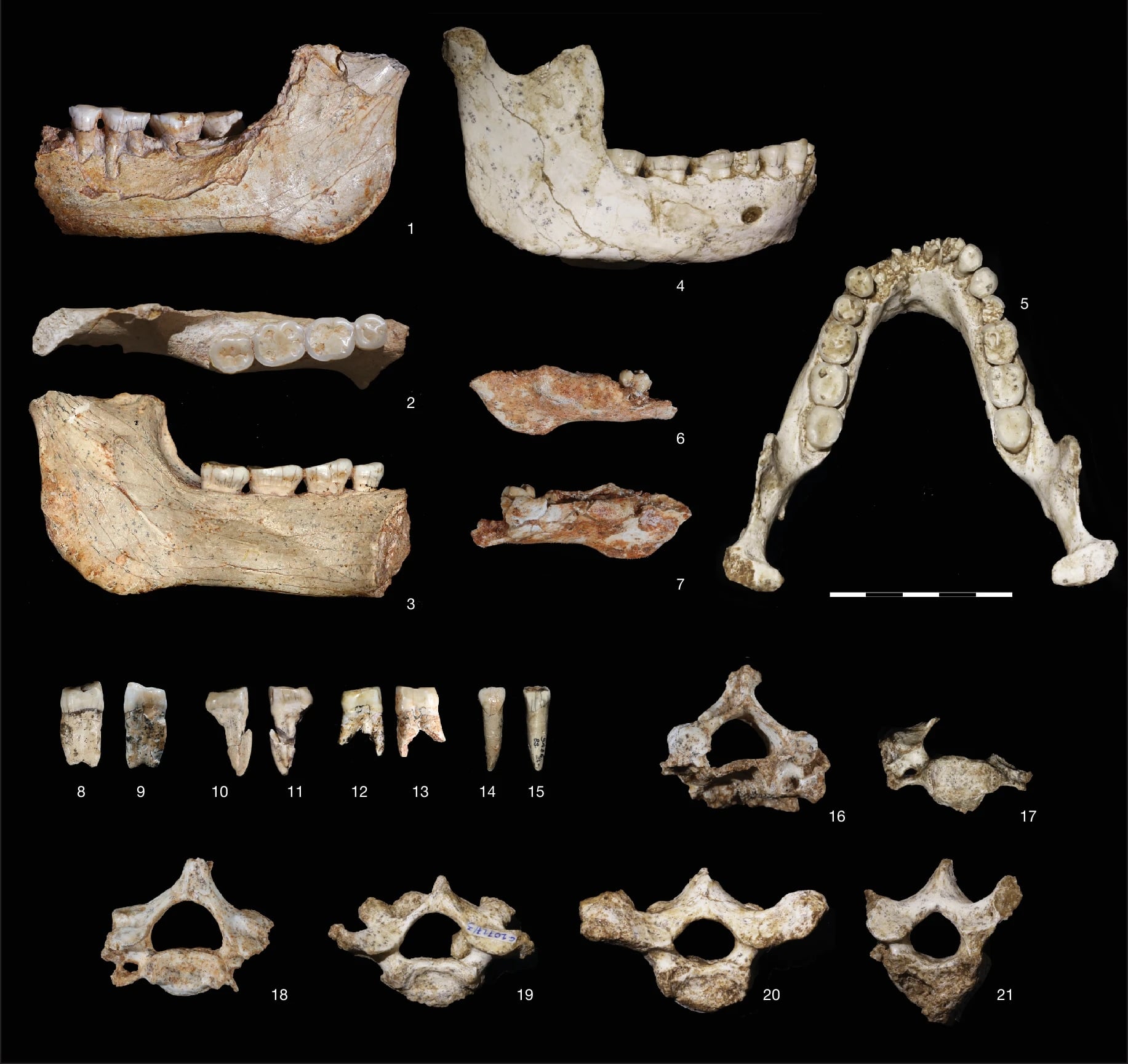 Hominin-specimens-from-ThI-GH