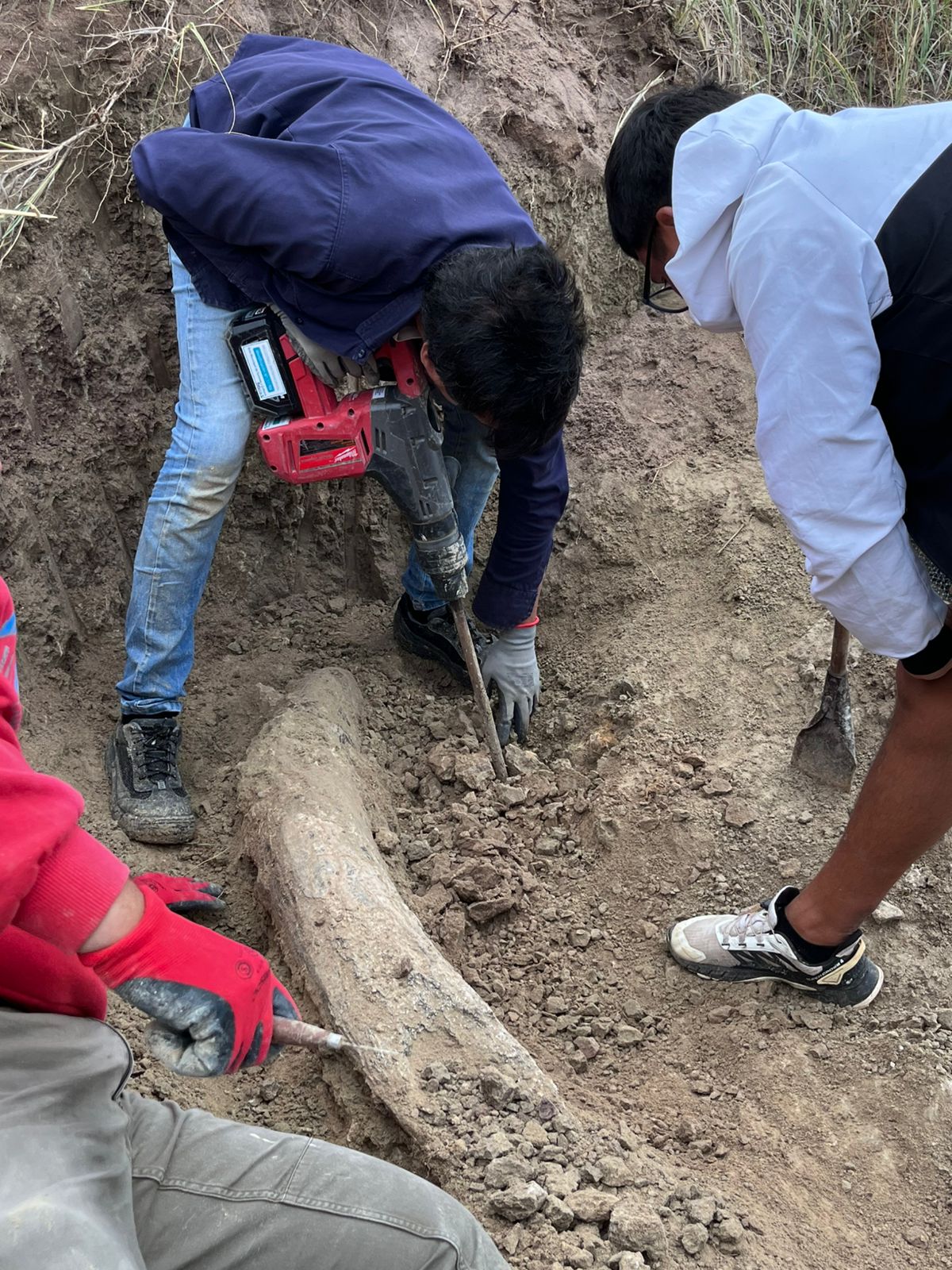 MUSEO-MGA-Hallazgo-colmillo-Notio-Mastodon-Ene-2026-1