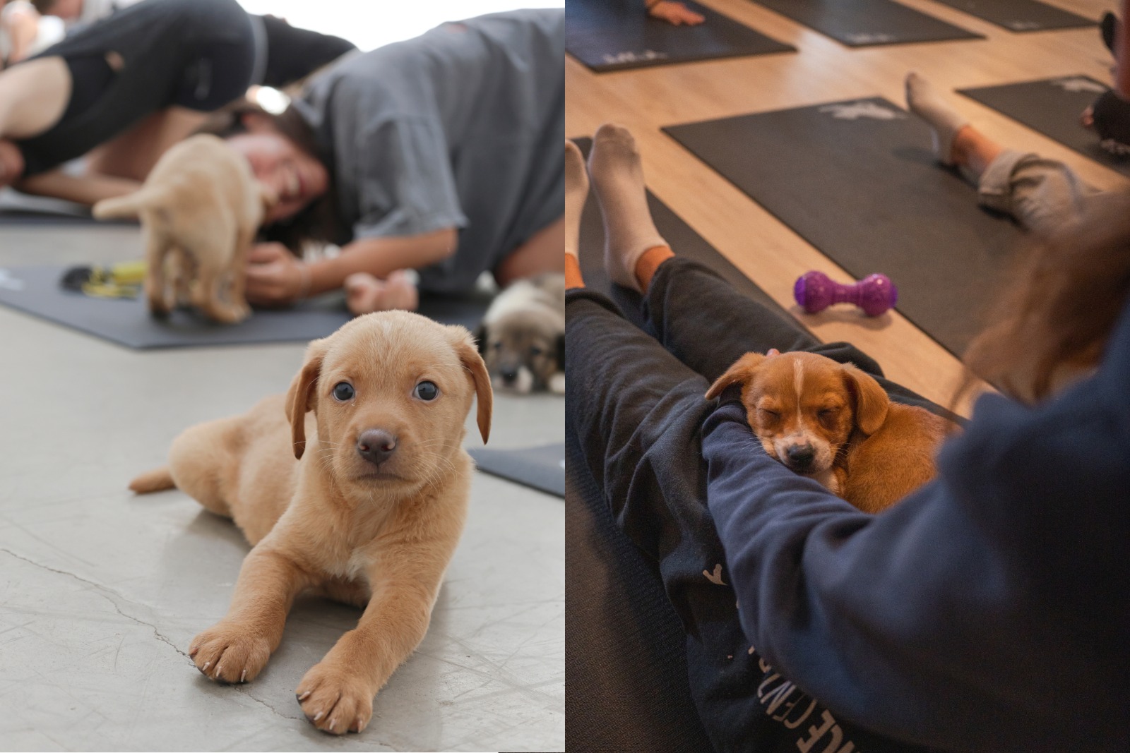 WhatsApp Image 2026-01-31 at 12.49.15