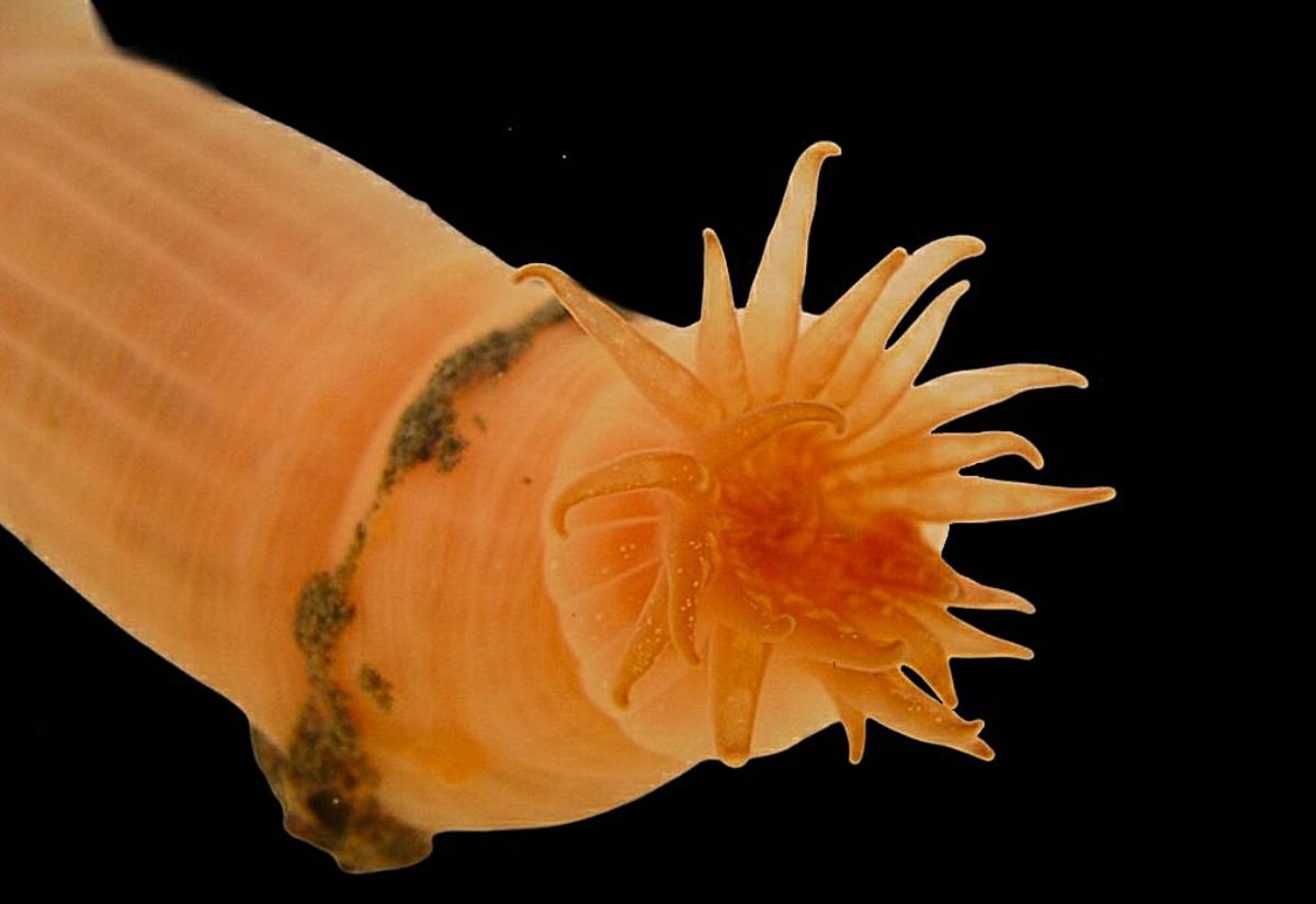 anemonas_de_mar