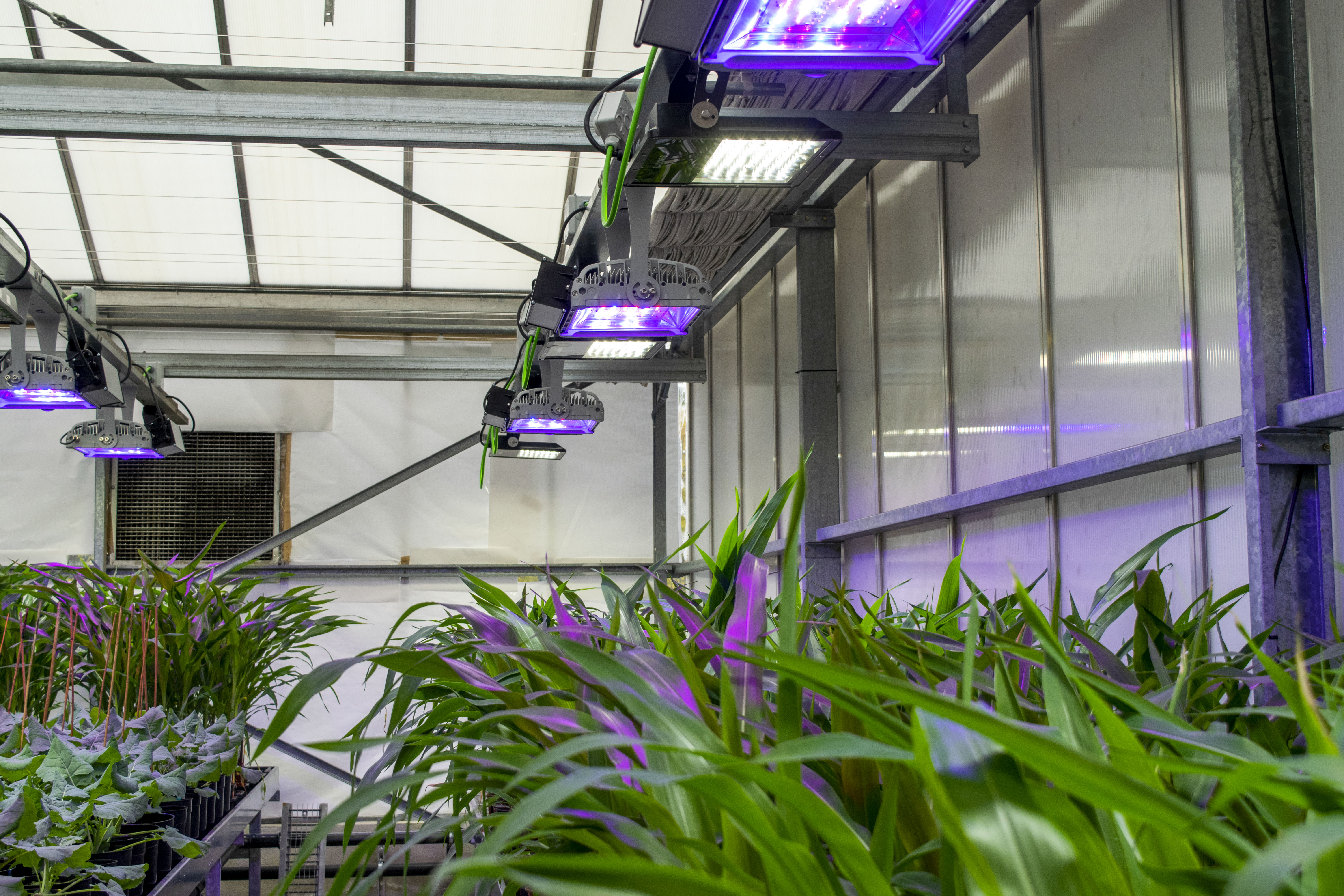 Plantas que 'respiran' nitrógeno y tomates que resisten la sal, la agricultura del futuro