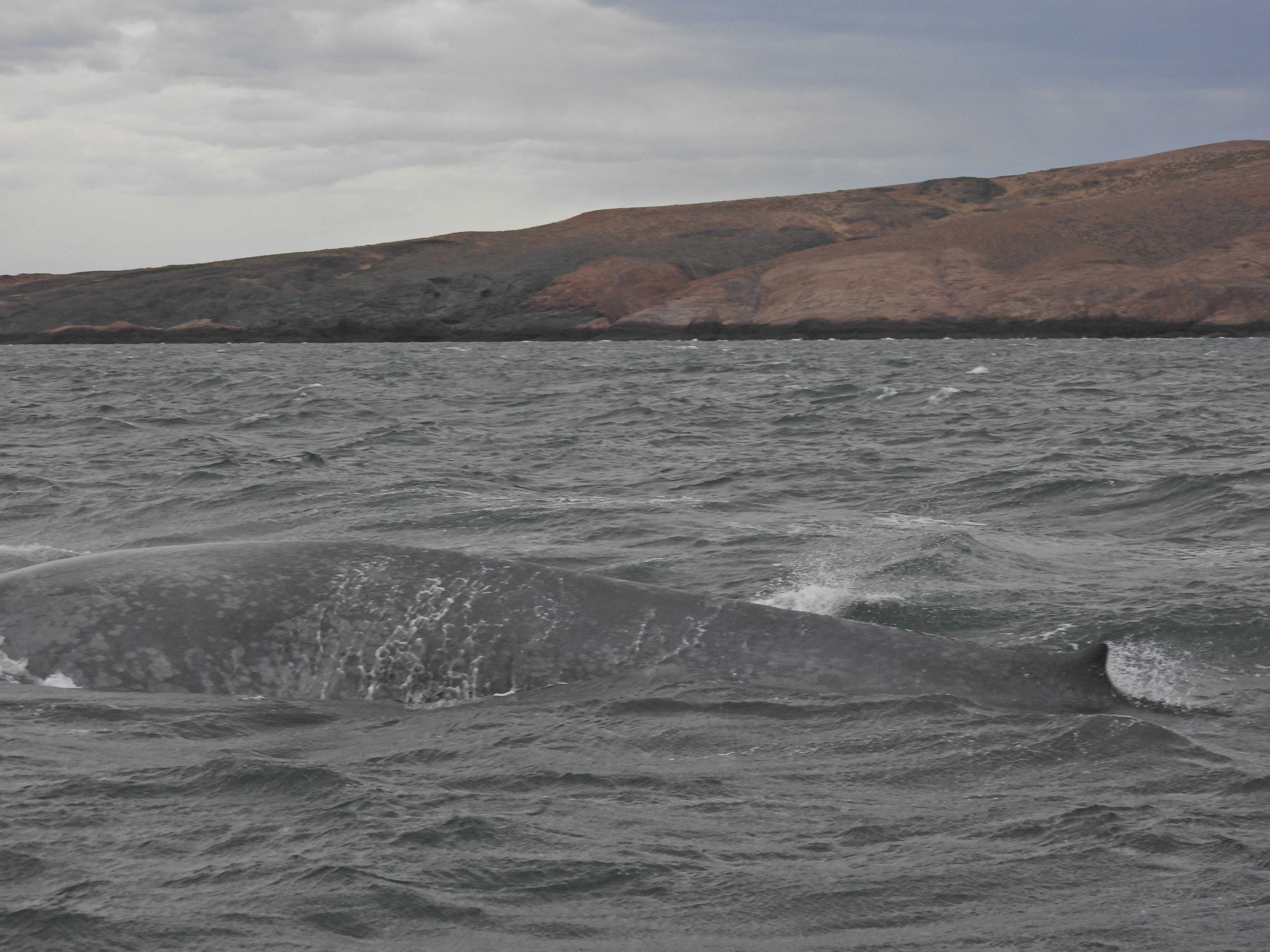 ballena azul, Chubut
