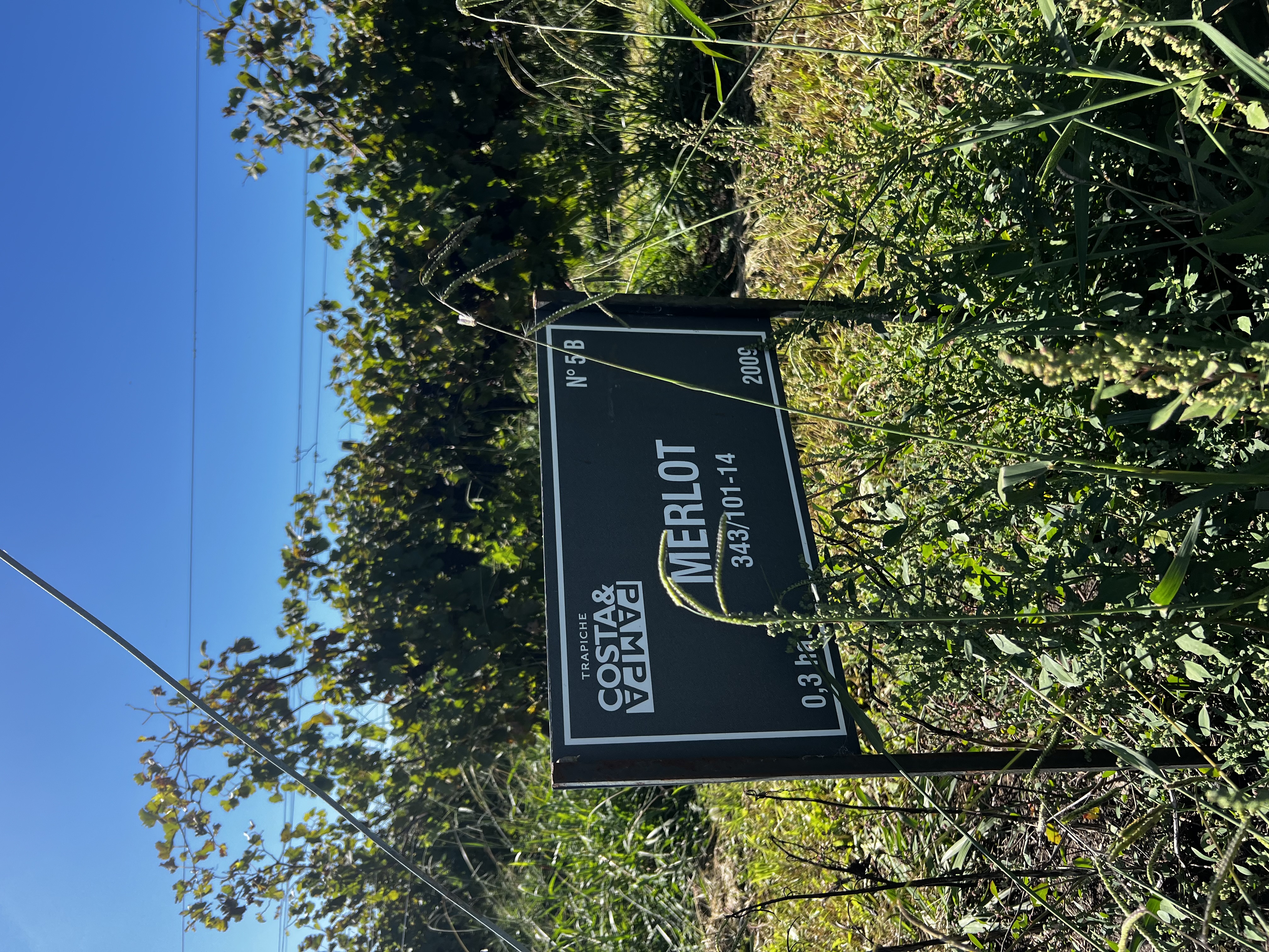 bodega_Trapiche_Chapadmalal_vinos_Costa_y_Pampa_Merlot_vinos_marplatenses