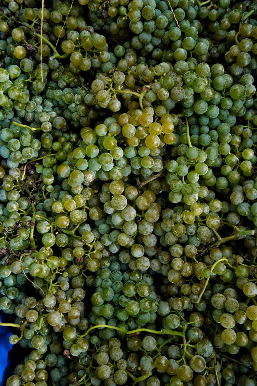 Albarino-Puerta-del-Abra-Balcarce