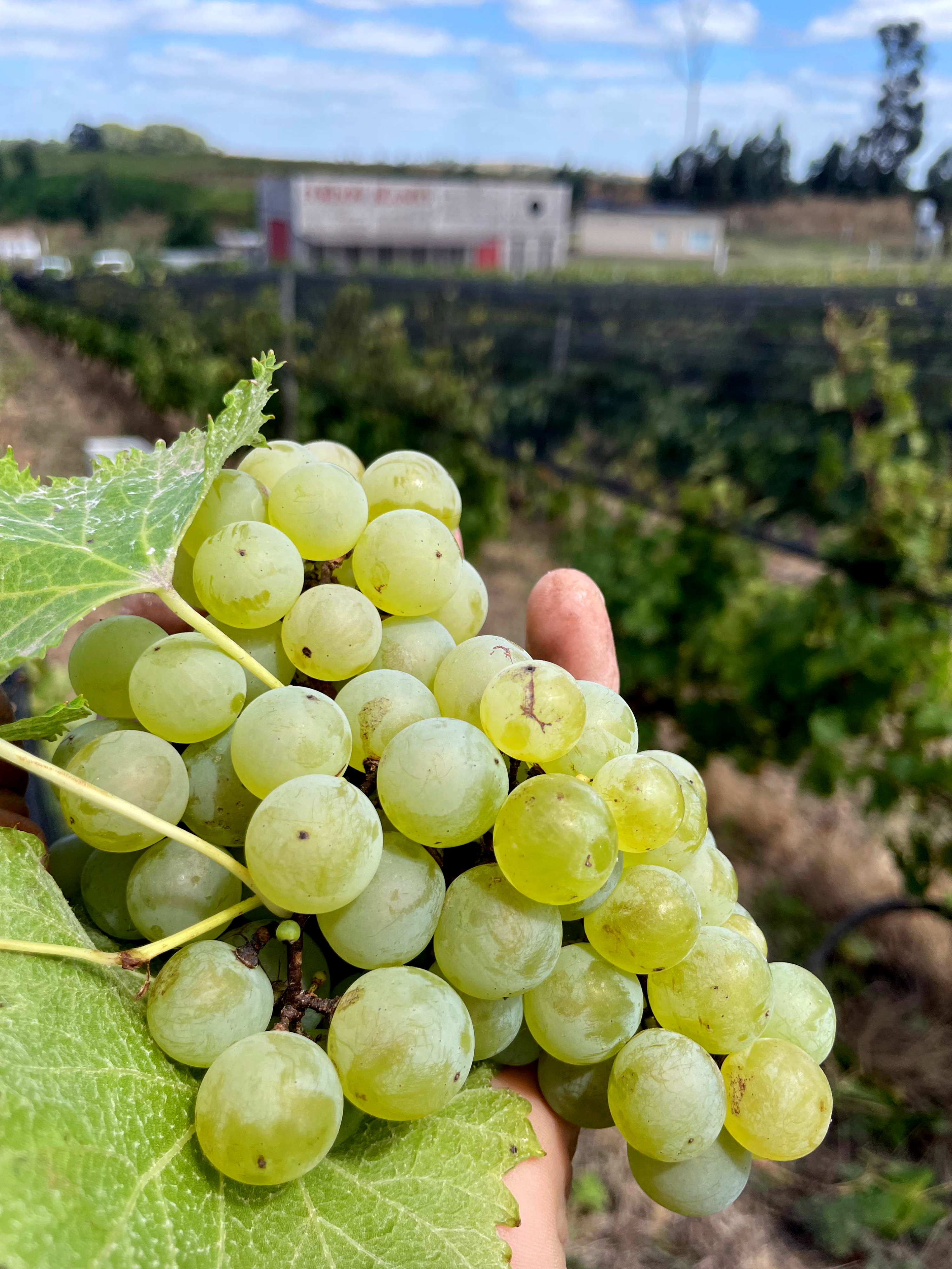 Sauvignon_Blanc_Cordon_Blanco