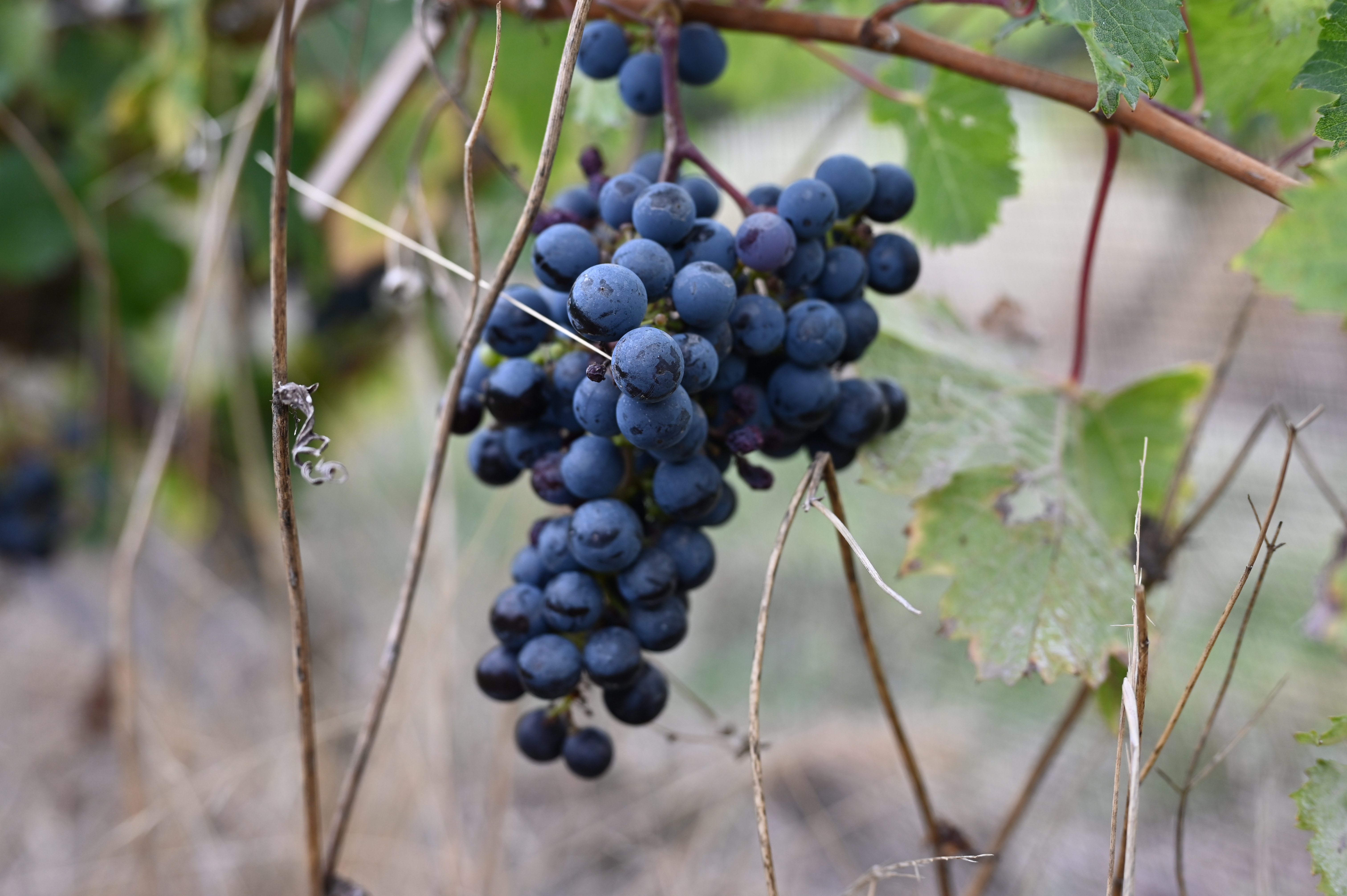 viñedo_Cordon_Blanco_Tandil_uvas