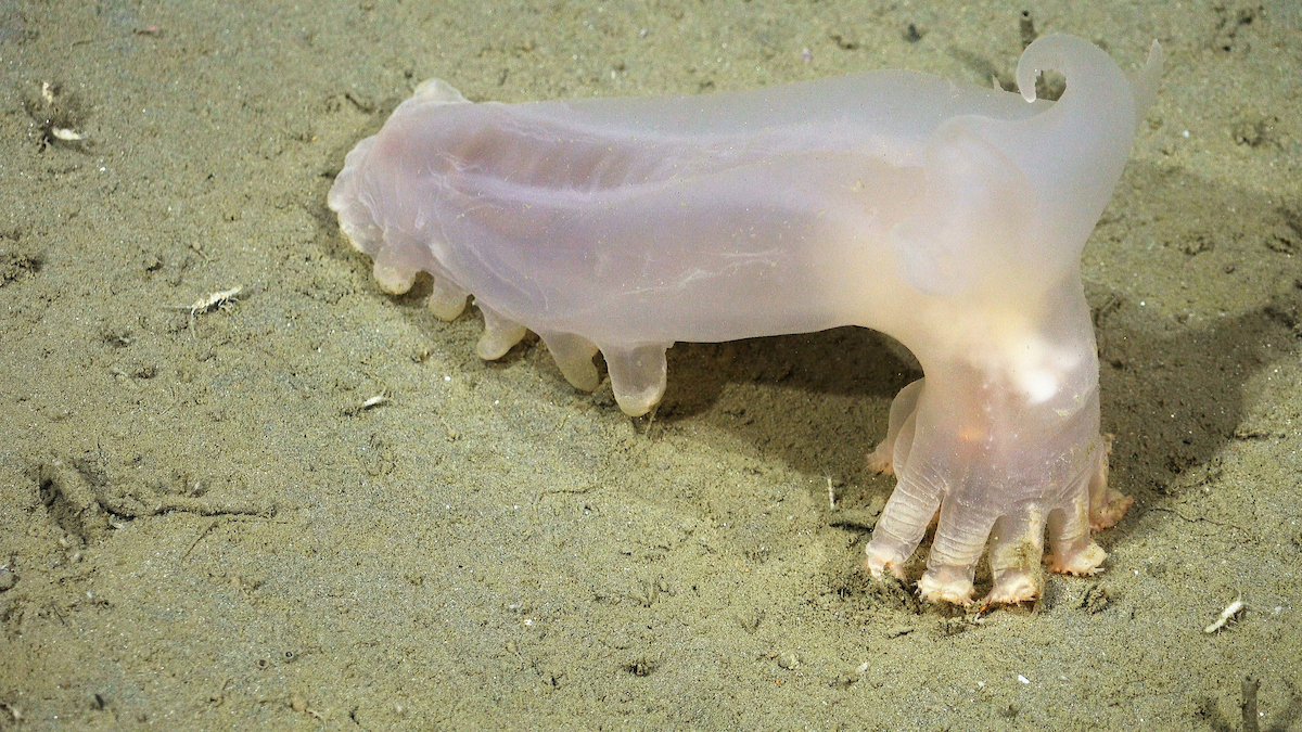 Loki (Peniagone sp.) es un equinodermo de aguas profundas, nombrado por sus cuernos similares a los del dios de la leyenda nórdica. Foto: ROV SuBastian | Schmidt Ocean Institute.