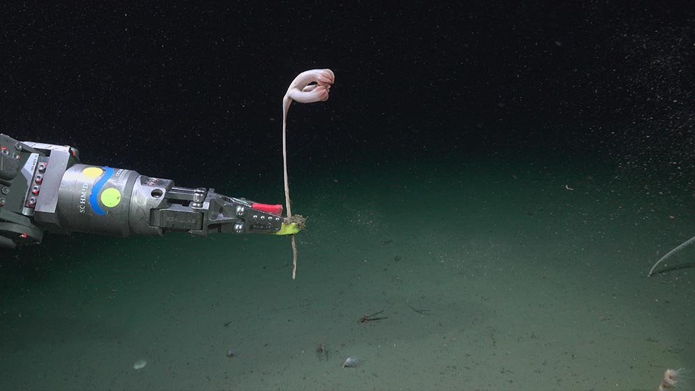 La pluma de mar Pseudumbellula sp. Foto: ROV SuBastian | Schmidt Ocean Institute.